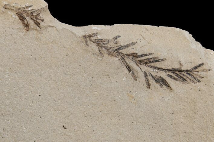Dawn Redwood (Metasequoia) Fossil - Montana #165167
